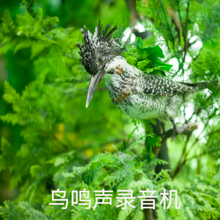 探秘视频监控平台工厂：科技驱动安全无忧