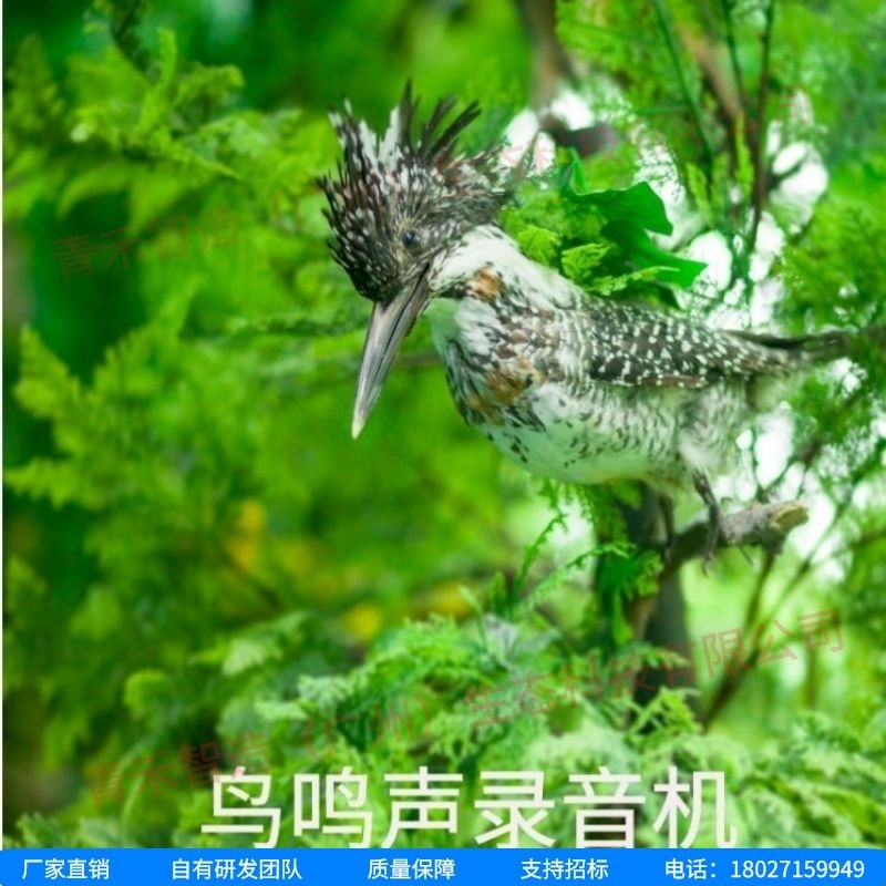 野生动物录音设备：探秘大自然的声音宝库